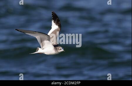 sabines Möwe (Xema sabini), Erstwinter Sabines Möwe im Flug über das Meer, Dänemark Stockfoto