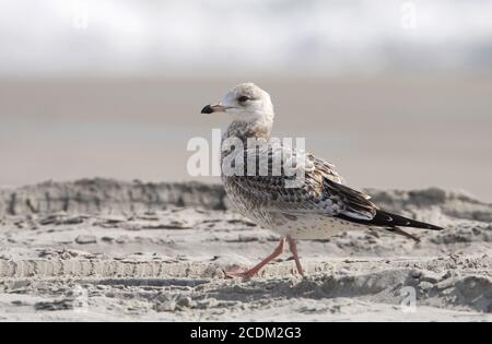 Ringmöwe (Larus delawarensis), erste-Winter-Möwe an der Küste, Seitenansicht, USA, New Jersey Stockfoto