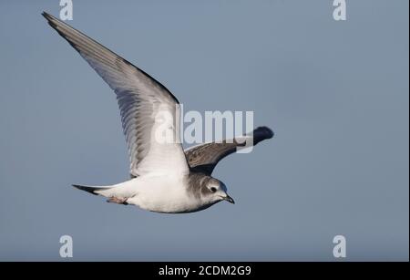 sabines Möwe (Xema sabini), Erstwinter Sabines Möwe im Flug, Dänemark Stockfoto