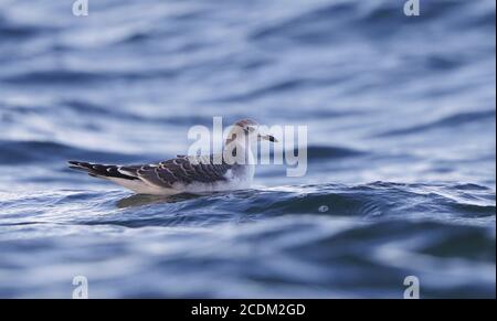 sabines Möwe (Xema sabini), Erstwinter sabines Möwe schwimmend, Seitenansicht, Dänemark Stockfoto