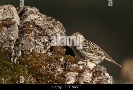 Steinsperling (Passer petronia, Petronia petronia), auf einem moosigen Felsen, Seitenansicht, Spanien, Extremadura Stockfoto