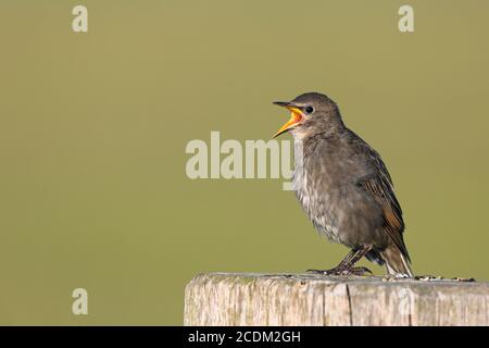 Gewöhnlicher Star (Sturnus vulgaris), Jungvogel sitzt auf einem Zaunpfosten und bettelt um Futter, Niederlande, Friesland Stockfoto