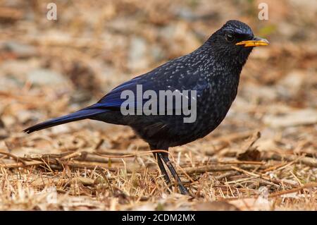 Himalaya-blaue Pfeifdrossel, blauer Pfeifdrossel (Myophonus caeruleus), Sitzhaltung auf dem Boden, Seitenansicht, Indien Stockfoto