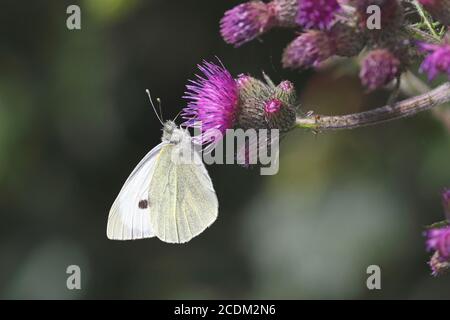 Kleiner Weißer, Kohlschmetterling, importierter Kohlwurm (Pieris rapae, Artogeia rapae), saugt Nektar aus einer Distel, Niederlande, Overijssel, Stockfoto
