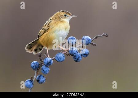 Zitting cisticola (Cisticola juncidis), thront auf einem Zweig mit blauen Beeren, Prunus spinosa, Italien Stockfoto