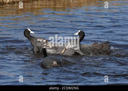 Schwarzer Ruß (Fulica atra), territorialer Kampf zweier Männchen im Wasser, Seitenansicht, Niederlande, Friesland Stockfoto