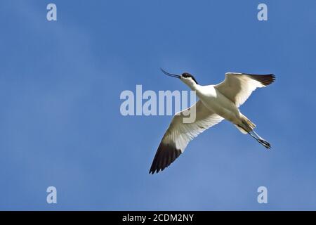 pied avocet (Recurvirostra avosetta), im Flug, Niederlande, Nordniederland Stockfoto