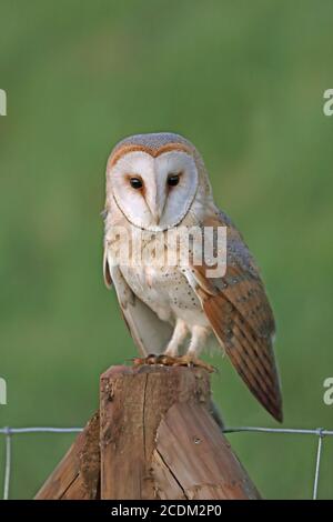 Stalleule (Tyto alba), sitzt auf einem Zaunpfosten an einem Deich, Niederlande, Frisia, Makkum Stockfoto