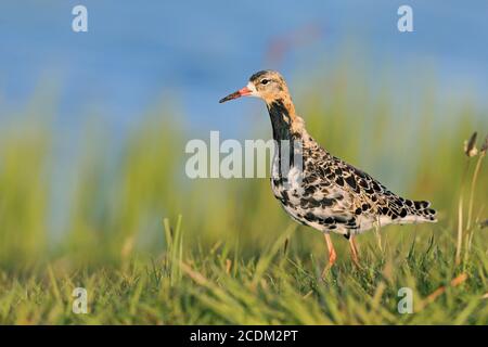 ruff (Philomachus pugnax), Männchen steht auf einer Wiese am Wasser, Seitenansicht, Niederlande, Frisia, Workum Stockfoto