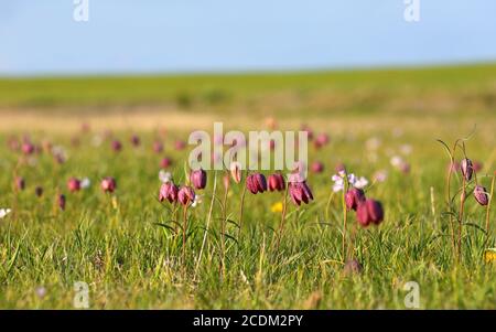 Gemeiner Fritillary, Schlangenkopf fritillaria (Fritillaria meleagris), blühend auf einer Wiese, Niederlande, Friesland Stockfoto