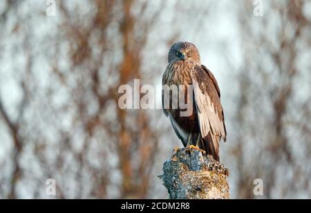 WESTERN Marsh Harrier (Circus aeruginosus), Männchen, das auf einem Holzpfosten starrt und direkt in die Kamera starrt, Dänemark Stockfoto