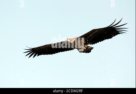 Seeadler (Haliaeetus albicilla), Jugendlicher im Flug, von unten gesehen, zeigt unter Flügelmustern, Dänemark Stockfoto