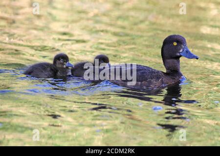 Getuftete Ente (Aythya fuligula), Weibchen mit zwei Enten schwimmend auf einem See, Seitenansicht, Dänemark Stockfoto