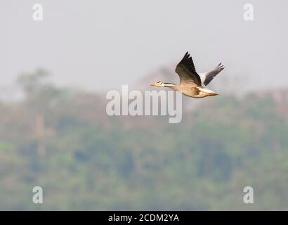 Bargans (Anser indicus), im Flug, Waldrand im Hintergrund, Indien Stockfoto