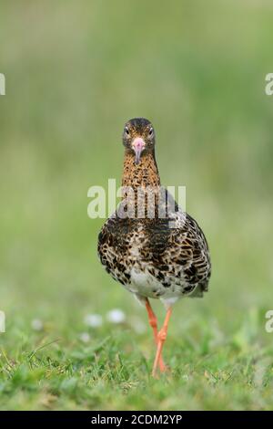 ruff (Philomachus pugnax), Männchen stehend auf einer Wiese, Vorderansicht, Niederlande, Frisia, Workum Stockfoto