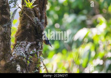Schöne Aktatch (Sitta formosa), auf einem Moos bedeckten Baumstamm, Indien, Himalaya Stockfoto