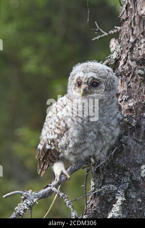 Eurasische Waldkauz (Strix aluco), Küken, die auf einem Ast auf einem Baum stehen, Norwegen Stockfoto