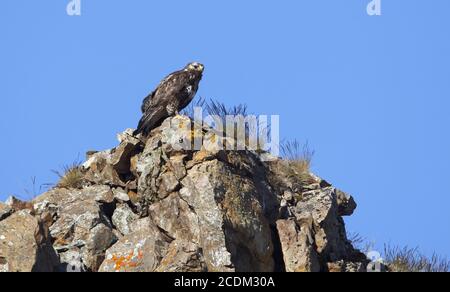 Amerikanischer Bussard (Buteo lagopus), Weibchen, die an einem Brutplatz auf einer Klippe sitzend, Seitenansicht, Norwegen, Varanger-Halbinsel Stockfoto