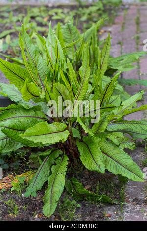 Holzdock, rote Weindock (Rumex sanguineus), Sorte im Garten, Niederlande Stockfoto