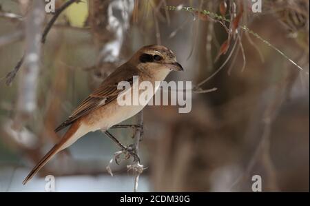 Turkestan-Würger (Lanius isabellinus phoenicuroides, Lanius phoenicuroides), zweiter Kalanderjahrswürger, der in einem Busch im Schatten steht, Stockfoto