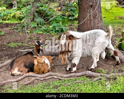 Bärtige Boer Ziege 'Capra aegagrus hircus' (Mischlingsart) Kommunikation mit zwei Weibchen. Stockfoto