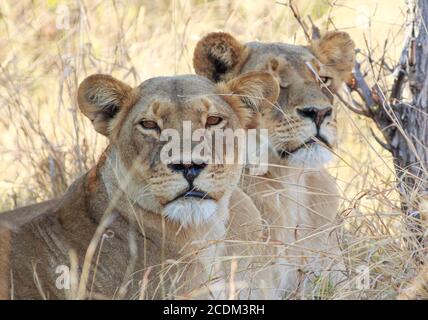 Nahaufnahme von zwei Afrikanischen Löwin (Leo Panthera), die auf trockenem Gras ruhen und direkt in die Kamera blicken, Hwange National Park Stockfoto
