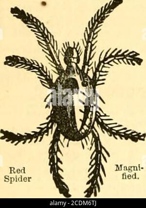 . Die Gärtnerchronik und landwirtschaftliche gazette . ROLL TOliACCO TUCH. - die billigste und bestarticle für das Rauchen von Gewächshäusern und die Zerstörung der Fly ; Equalto Tabak in Stärke, la, 4d. Pro lb.; über 10 lb.. Ist. Id Joseph Baker, 10, Gough Square, Fleet Street, E.C. Postaufträge zahlbar Fleet Street. ^ IRST-KLASSE TABAKPAPIER, U. 2d. Pro lb.- EINE Menge Testimonials über es.W. Dean, Seedsman, Bradford, Yorkshire. F ? OOLETS TABAK POWBEE, für die Zerstörung von Blight und andere Krankheiten in Pflanzen.verkauft von Baumärkten und Floristen, m Tins, bei l5^ 2s. Ad. TABAKGEWEBE für Fumigating G Stockfoto