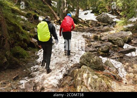 Zwei Wanderer in Jacken mit Regenmänteln, Wandern im Wald, schneebedeckte Steine und Wurzeln auf dem Boden, Bäume im Hintergrund, Blick von hinten Stockfoto