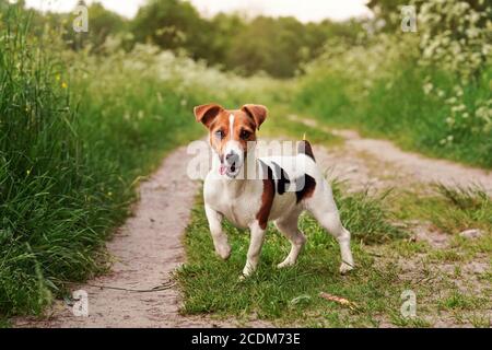 Kleiner Jack Russell Terrier auf der Landstraße stehend, Zunge heraus, ein Bein hoch, aufmerksam, Gras auf beiden Seiten des Weges, verschwommene Sonne beleuchtete Bäume innen Stockfoto