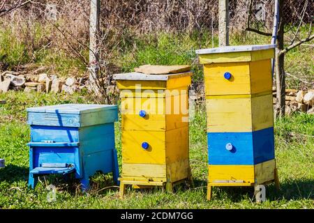 Blaue und gelbe Bienenstöcke im Garten. Stockfoto