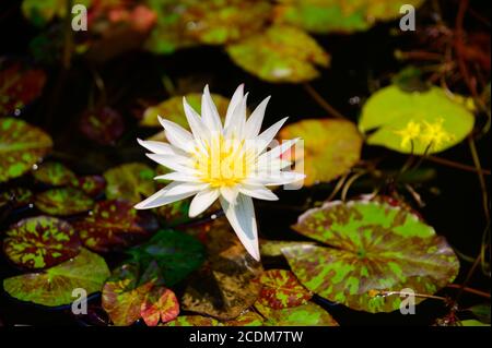 Erstaunliche Wasserlilly in Sydney Royal Botanic Gardens Stockfoto