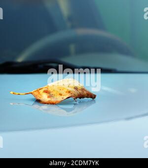 Herbst Ahorn Blatt auf Auto Fenster Stockfoto