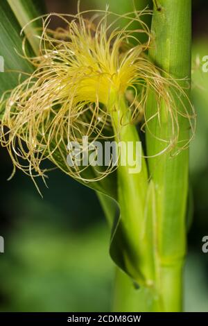 Erntefrisch Mais, Nahaufnahme. Stockfoto