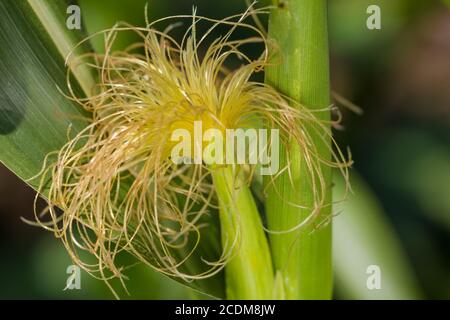 Erntefrisch Mais, Nahaufnahme. Stockfoto