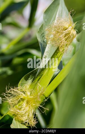 Erntefrisch Mais, Nahaufnahme. Stockfoto