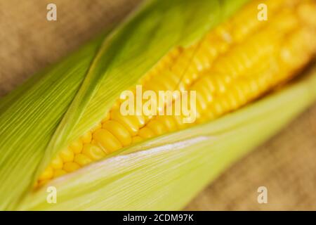 Frischen Ähren. Nahaufnahme von Zuckermais Stockfoto