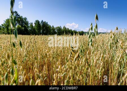 Weicher, unscharfer Hintergrund des Haferfeldes im Sommer Stockfoto