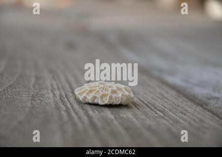 Seitliche Perspektive Ansicht eines Stückes weiß gebleichte Koralle auf einem rustikalen Hintergrund aus strukturiertem Holz. Stockfoto