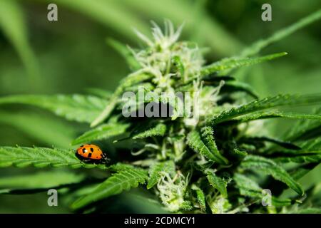 Marienkäfer auf einem Hanfblatt. Konzentrieren Sie sich auf den Red Lady Beetle, der auf einer Außenanlage kriecht Stockfoto