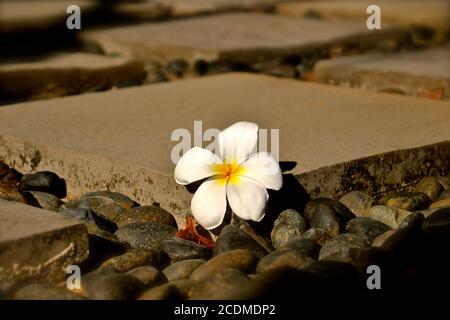 Perspektivische Ansicht der weißen Frangipani Blume ruht auf einem Zen-Stil Steinflaggen und Kiesweg. Stockfoto