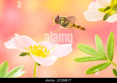 Die Ringelblume (Episyrphus balteatus) fliegt zu einer Blüte des Fingerstrauch (Potentilla fruticosa), Deutschland Stockfoto