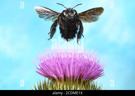 Violette Zimmermannsbiene (Xylocopa violacea), im Flug an der Blüte einer Distel (Onopordum acanthium) Deutschland Stockfoto