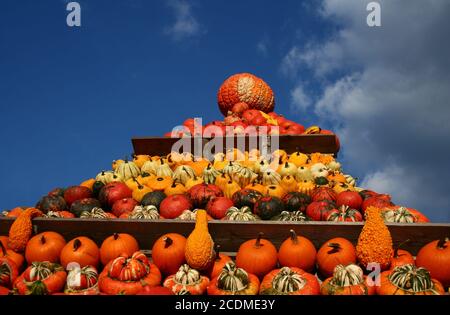 Thanksgiving Stockfoto