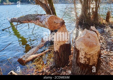 Biberschaden, gefällter Baumstamm am Ufer, Jaegersee, Franken, Bayern, Deutschland Stockfoto