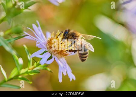 Honigbiene (APIs mellifera) sammelt Nektar auf einem (Aster amellus), Blume, Bayern, Deutschland Stockfoto