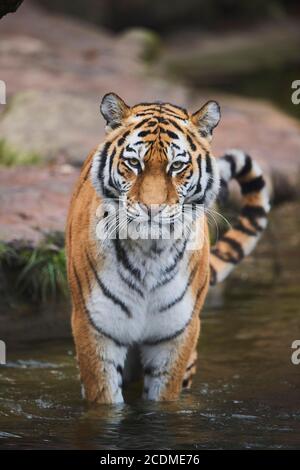 Sibirischer Tiger (Panthera tigris tigris) im Wasser stehend, gefangen, Deutschland Stockfoto