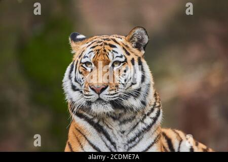 Sibirischer Tiger (Panthera tigris tigris), Porträt, gefangen, Deutschland Stockfoto