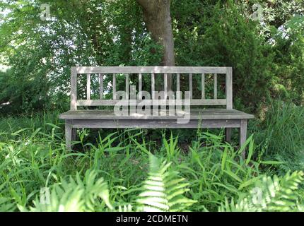 Verwitterte Holzbank zwischen üppigen Pflanzen, Karl-Foerster-Garten, Potsdam, Brandenburg, Deutschland Stockfoto