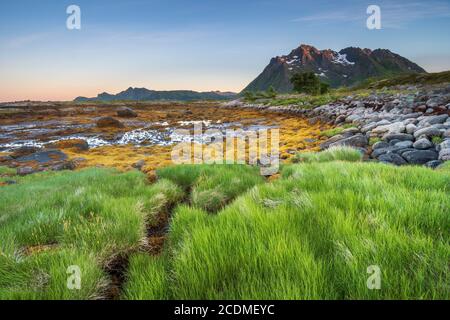 Felsküste mit Gras und Algen, hinter Lofoten Berge, Valberg, Lofoten, Nordland, Norwegen Stockfoto