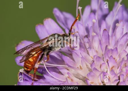 Rote Wespenbiene (Nomada armata) auf Feldblüte (Knautia arvensis)Baden-Württemberg, Deutschland Stockfoto